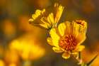 USA, California, Anza Borrego Desert State Park. Goldfields blossoms close-up. Art Print